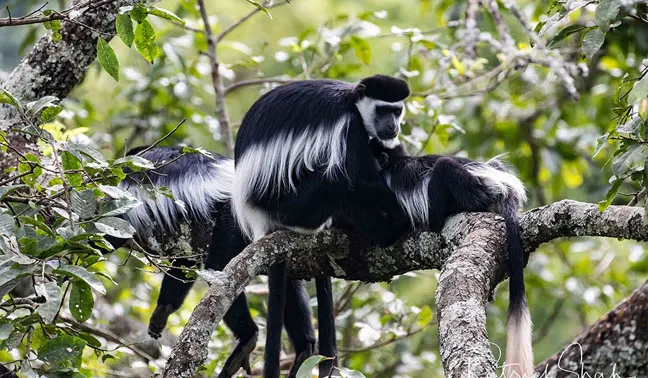 Tanzania Safari Travel Guide