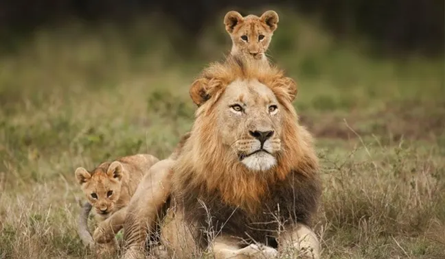 Tanzania Luxury Safari
