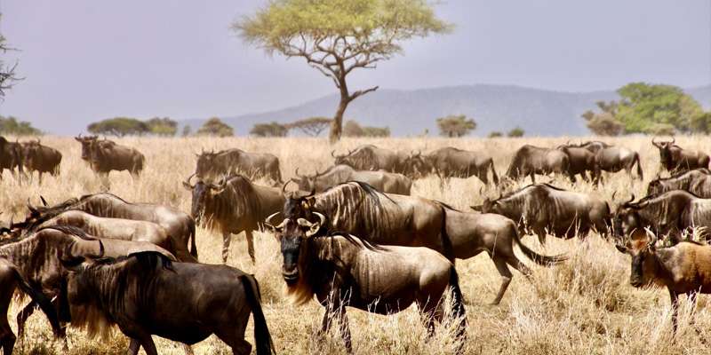 Serengeti National Park