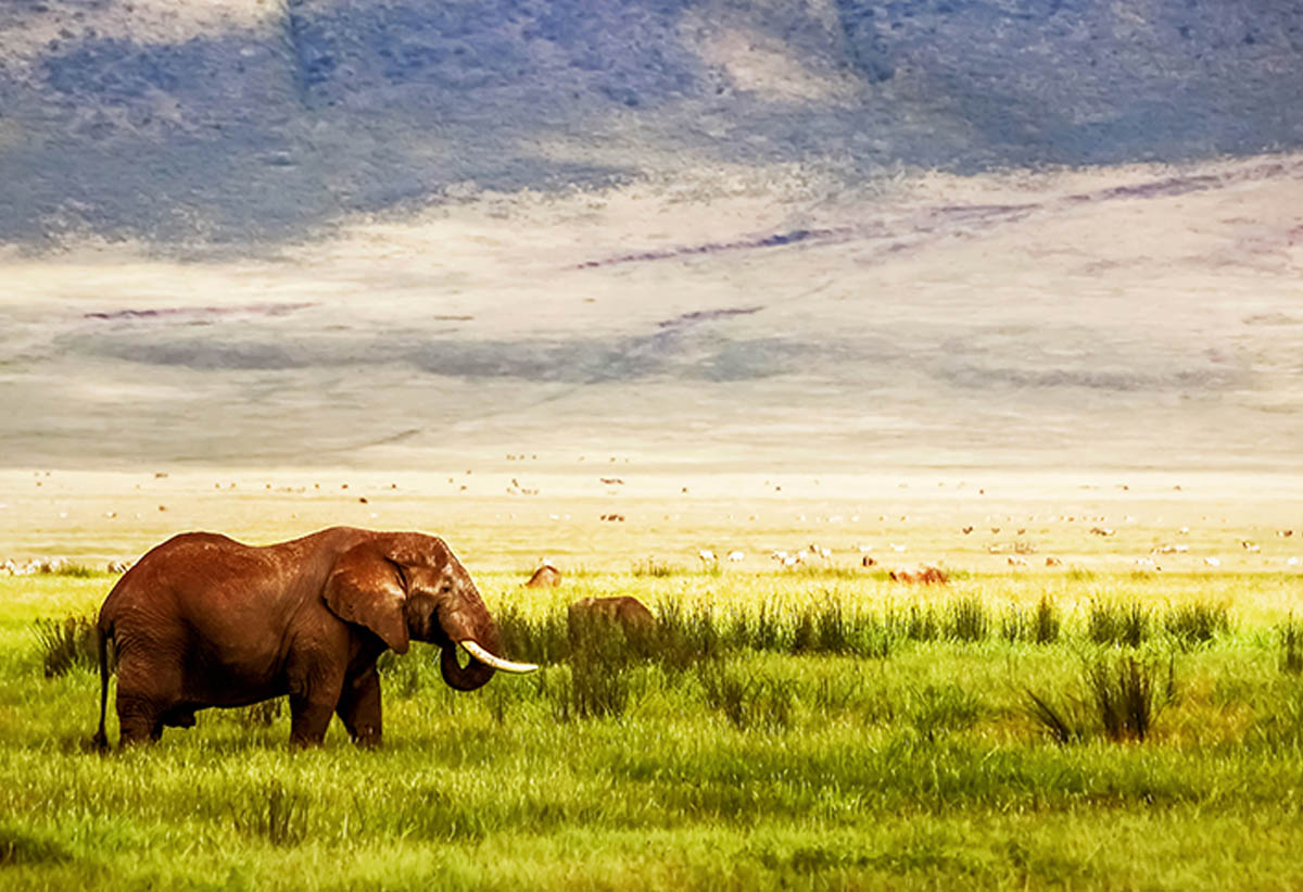 elephants_ngorongoro-crater