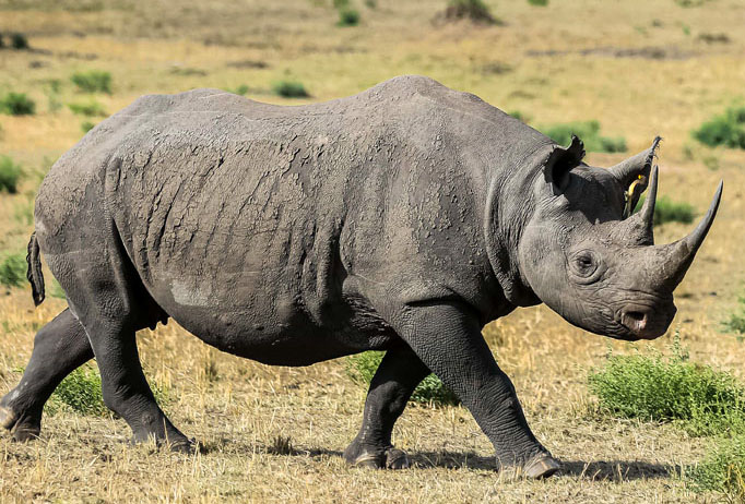 rhino_ngorongoro-crater