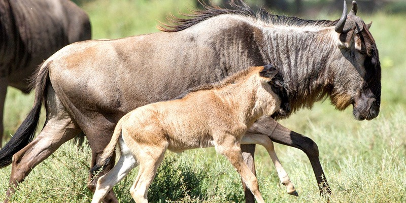 5 Days Serengeti Wildebeest Migration Calving Season in Ndutu
