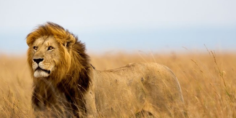 7 Days Tanzania Luxury Safari, Tarangire, Serengeti & Ngorongoro Crater