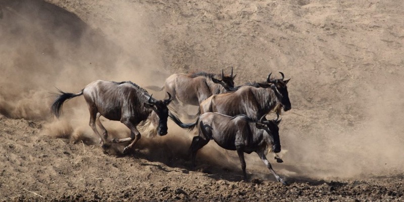 8 Days Serengeti Wildebeest Migration Tour