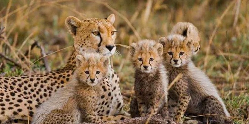 Tanzania Luxury Safari Tours