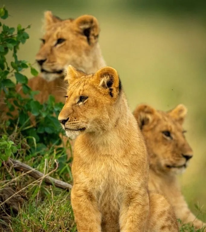 tanzania safari travel guide